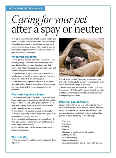 Caring For Your Pet After A Spay Or Neuter Dvm360 Petcare Pet