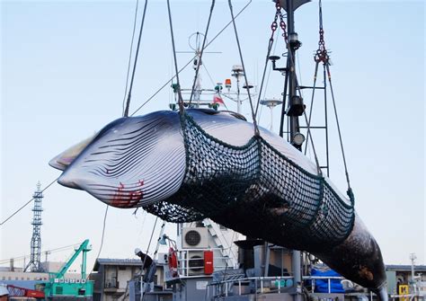 Japan To Resume Commercial Whaling After Decades Long Ban Asia News