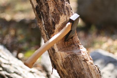 Usually, the council will employ a qualified arborist to. The Trees and the Axe | Compassionate San Antonio