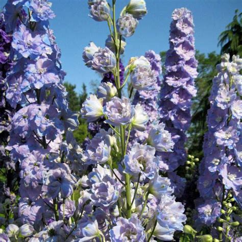 Buy Larkspur Imperial Lilac Spire Delphinium Consolida Seed
