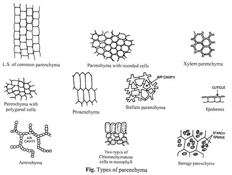 Parenchyma Cell Definition Structure Types Functions