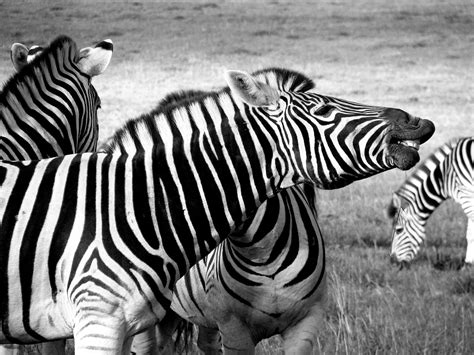 Zebras African Plains African Plains Zebras