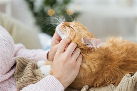 Why Does Your Cat Purr And Then Bite You Flipboard