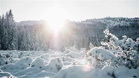 Download Wallpaper 1280x720 Snow Trees Sunlight Winter Landscape Hd