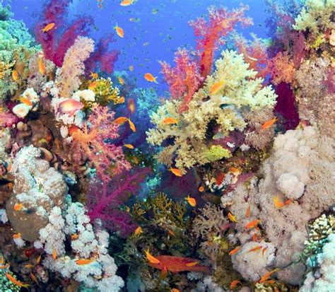 41 Best Images About Hawaiian Reef On Pinterest