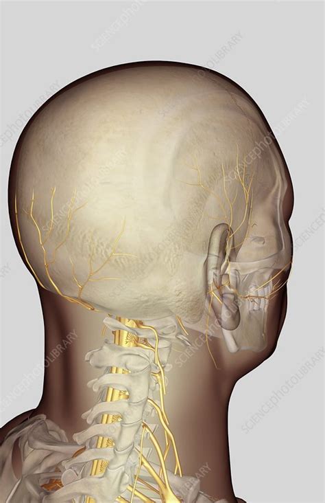 The Nerves Of The Neck And Head Stock Image C0081515 Science