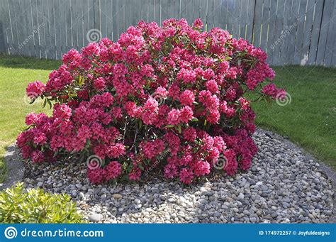 Pink Rhododendron Bush Stock Image Image Of Foreground 174972257