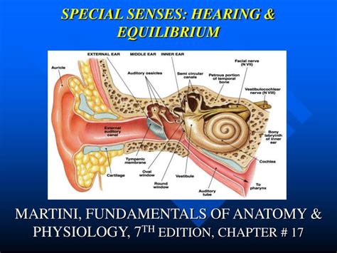 Ppt Special Senses Hearing And Equilibrium Powerpoint Presentation