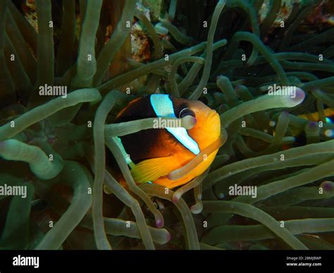 Nemo Fish Sea Anemone Anemone Fish Amphiprioninae Clownfish Stock