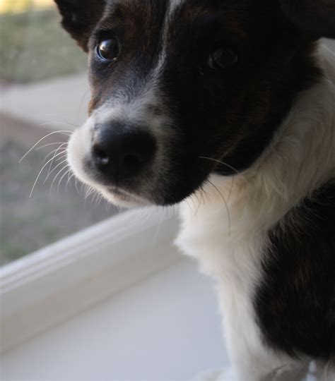 Akc also mentions fluffy corgis in the breed standard they published, but unfortunately, it is to say that they are seriously faulty. Carlie of Pennsylvania - The Daily Corgi