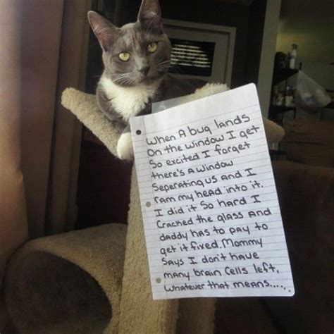The Meowbox Ultimate Top Ten Cat Shaming List Toptencutestdogs Cat