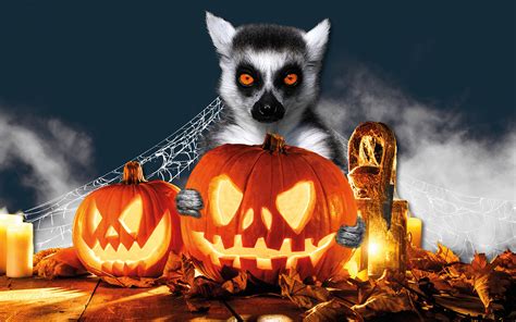 Halloween is a holiday that is celebrated annually on october 31. Halloween im Serengeti-Park - Serengeti-Park
