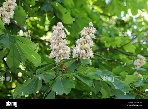 Horse Chestnut Tree Flower Aesculus Hippocastanum Stock Photo Alamy