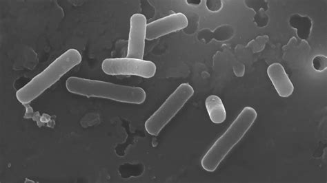 Lactobacillus Manipulates Bile Acids To Create Favorable Gut