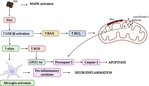 Co Effects In αsyn Aggregation And Pd Initiation Co Inactivates Pin1