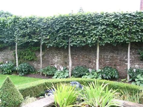 Fascinating Evergreen Pleached Trees For Outdoor Landscaping