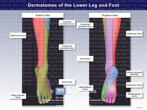 Dermatomes Of The Lower Leg And Foot Trial Exhibits Inc