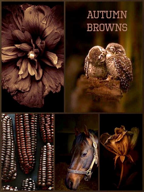 Autumn Browns Color Collage Color Schemes Colour Palettes Color Schemes