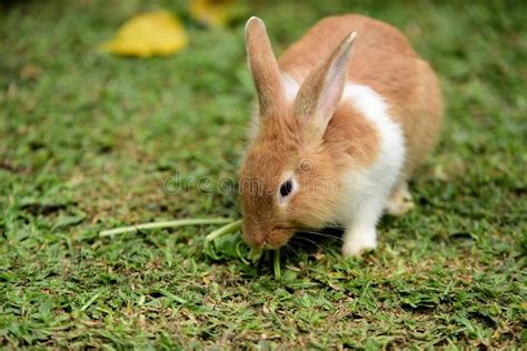 Cute Brown White Baby Rabbit Stock Image Image Of Tiny