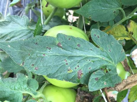 Early blight on tomato fruit. Early Blight of Tomato | NC State Extension Publications