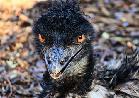 10 Most Dangerous Birds In The World Planet Deadly