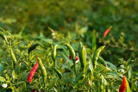 Chile De Arbol The Spicy Mexican Pepper