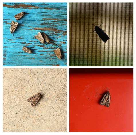 Miller Moth Migration Hits Colorado’s Front Range