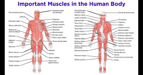 Musclular System Labeled Back Muscular System Diagram Human Anatomy