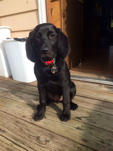 Labloodhound Labrador Retreiver Bloodhound Puppy Puppies Bloodhound
