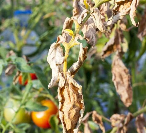 Penyakit Layu Fusarium Pada Tanaman Tomat Berbagi Tanam Sexiz Pix