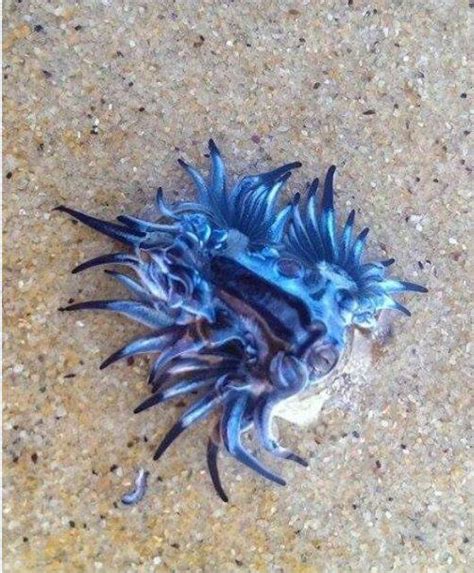 Beautiful But Poisonous Blue Dragon Sea Slugs Wash Up At Narooma