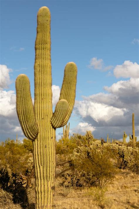 Giant Saguaro Cactus Tree Stock Image Image Of Large 175880167