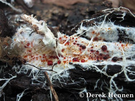 Normal Biology: Mysterious Oozing Mycelium