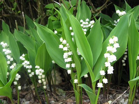 Floriography (language of flowers) is a means of cryptological communication through the use or arrangement of flowers. Green Girly: Zone 3 Flowers: Lily of the Valley