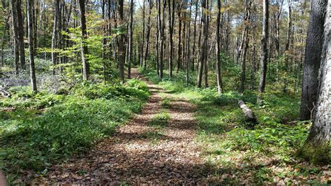 Winona State Forest - NNY Trails