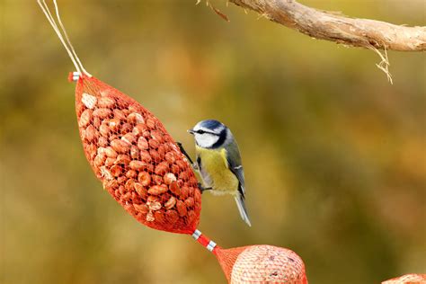 Peanuts For Wild Birds A Favorite Food