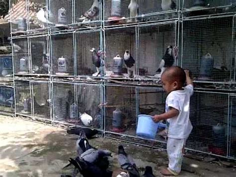 Burung dara ini biasa dikenal juga sebagai. Kandang Burung Dara Yang Bagus - Tentang Kolam Kandang Ternak