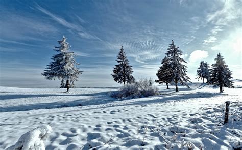 Trees Winter Snow Wallpaper Hd Nature 4k Wallpapers Images Photos