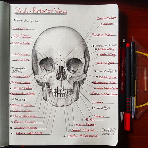 My Anatomy Notes 1 Rmedschool