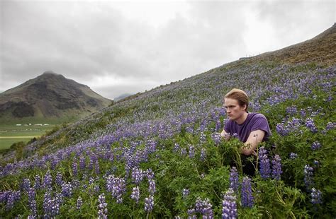 Wild Lupine Flora And Fauna Of Iceland By Rebecca Tun Redbubble