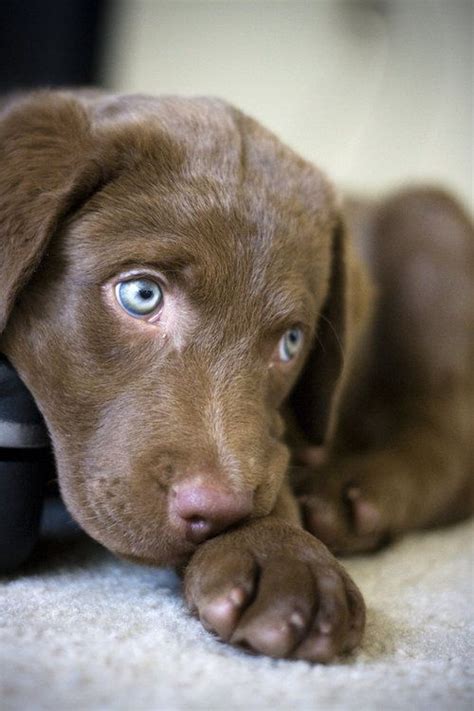 Chesapeake Bay Retriever Could He Be The Weimaraner And Chocolate