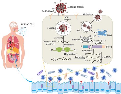 Frontiers Modulated Gut Microbiota For Potential Covid 19 Prevention