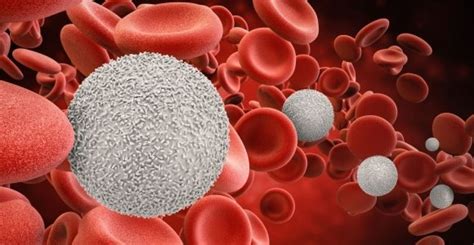 Causes Of Low White Blood Cell Count Facty Health