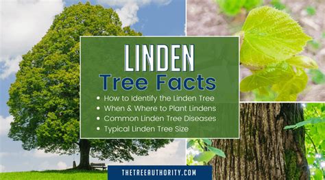 Linden Tree Facts Tilia Americana The Tree Authority