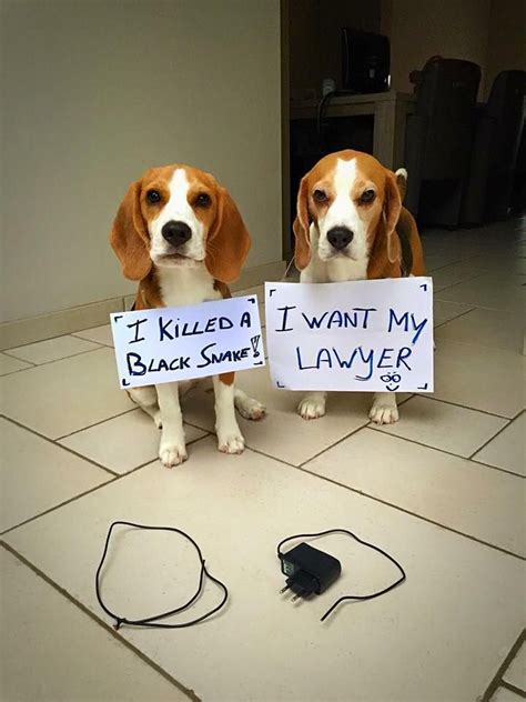 Lawyer Cellphone Charger Funny Puppy Cute Cute Beagles Beagle