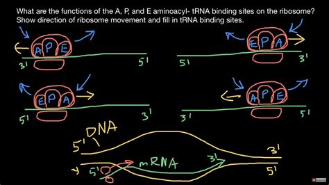 Ribosome A P E Sites And Direction Of Protein Synthesis Explained