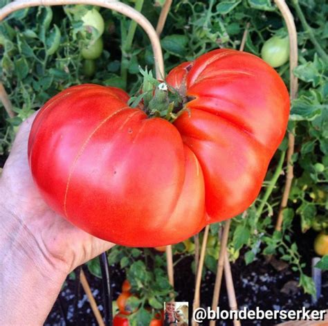 How To Plant Grow Harvest And Save Organic Heirloom Tomato Seeds