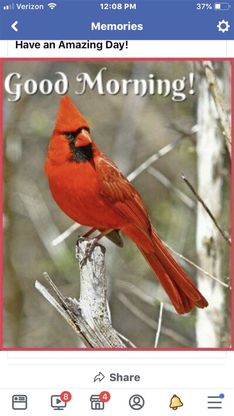 Pin By Sue Mcclung On So Pretty Cardinals Memories Good Morning