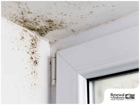 Once the mold has been scrubbed, use a damp microfiber cloth to wipe the surface clean. Mold Growth on Window Sills: Causes and Prevention ...