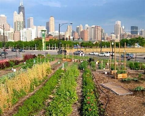 Urban Agriculture Insteading